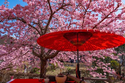 松戸河津桜